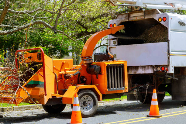 The Steps Involved in Our Tree Care Process in Landis, NC